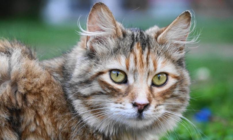 kedi bakımı nasıl yapılır