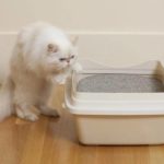 kedi kumu nasıl kullanılır