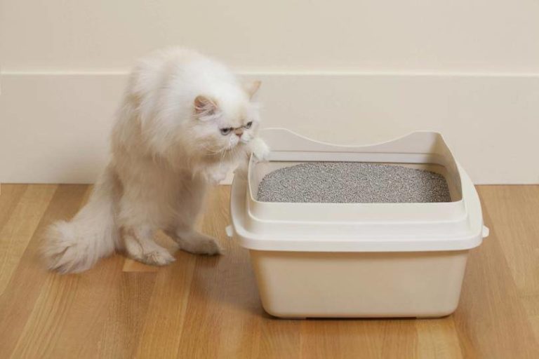 Kedi Kumu Nasıl Kullanılır? • Serap Pet Shop Ayvalık