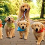 Köpekler Hakkında 40 Bilgi