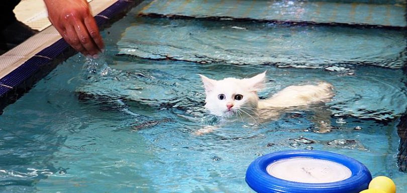 van kedileri için yüzme havuzu yapıldı
