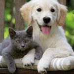 kedi köpek dostluğu