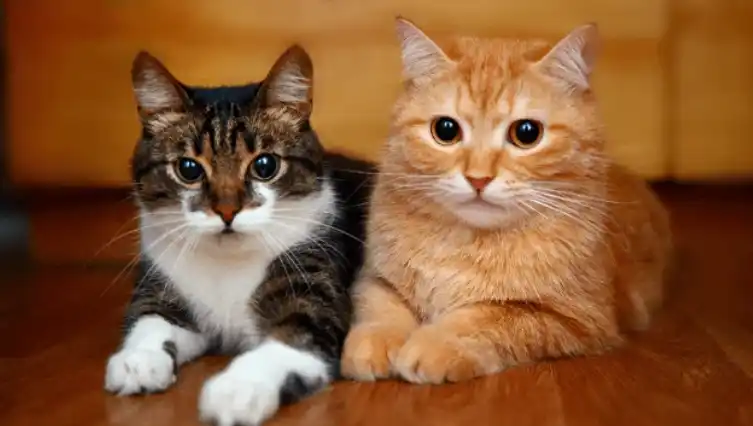 kedi mamaları, tuvalet kumu, taşıma çantası ve aradığınız her şey.