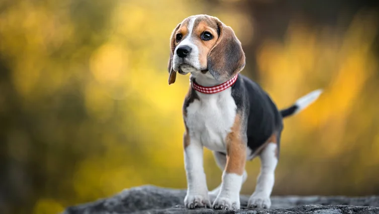 köpek mamaları, tasmalar, mama kapları