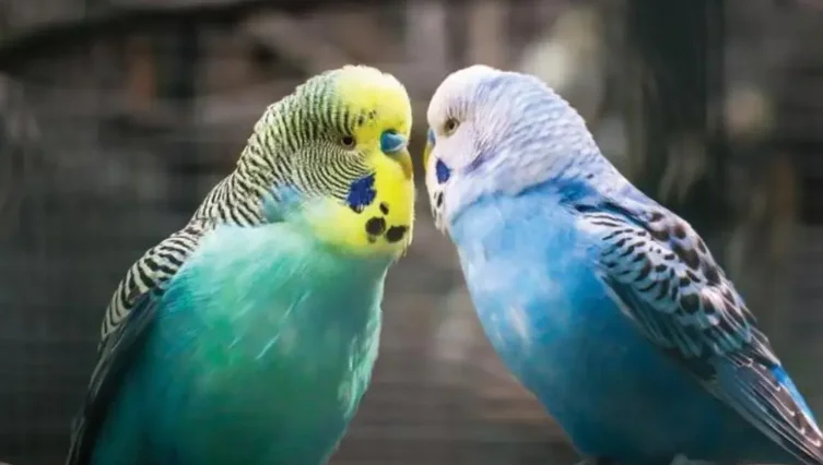 Ayvalık pet shop işletmemizde muhabbet kuşu ürünleri.